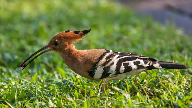 Vuela libremente pájaro