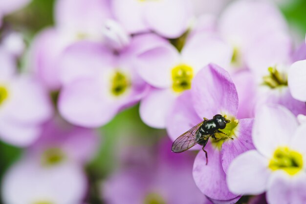 Vuele en primer púrpura de los hesperis en macro. Grupo de pequeñas flores violetas de nightviolet con espacio de copia.