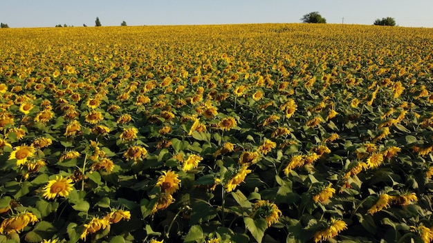 Vuelo aéreo con drones sobre el campo con cabezas de girasol maduras al amanecer