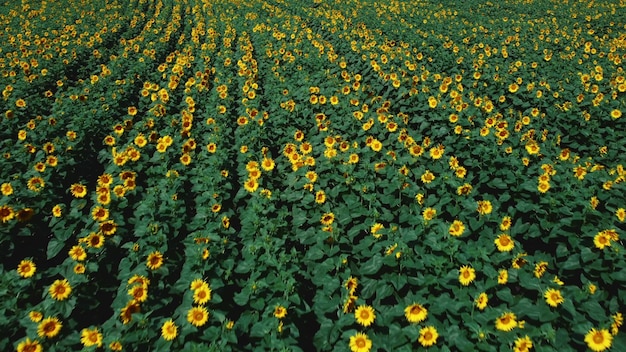 Vuelo aéreo con drones sobre el campo de girasoles en un día soleado de verano