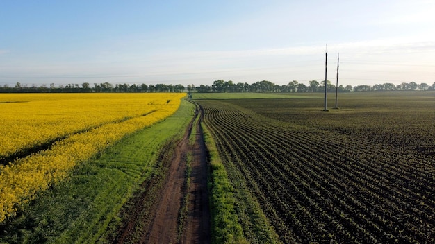 Vuelo aéreo con drones sobre la carretera entre un campo de colza con flores amarillas y un campo sembrado arado