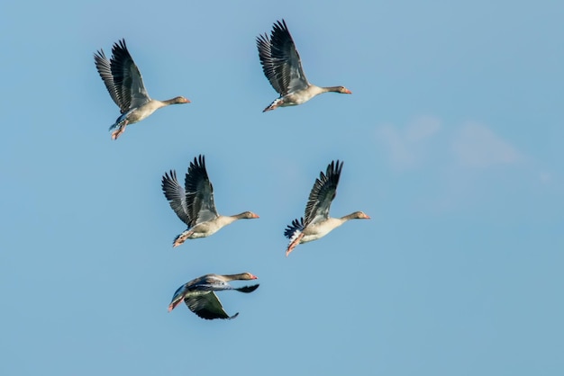 Vuelo de la bandada de gansos comunes (Anser anser)