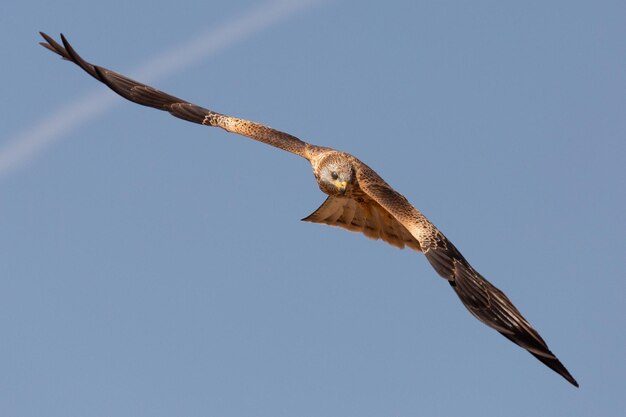 Foto el vuelo de la cometa