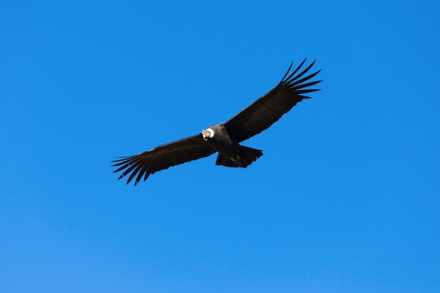 Vuelo del cóndor