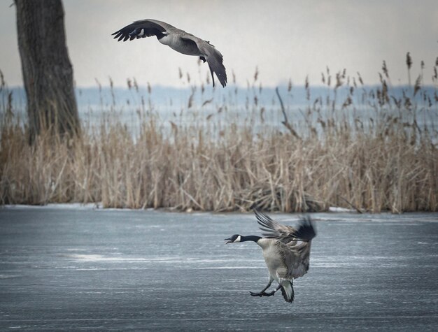 Foto vuelo de los gansos en invierno