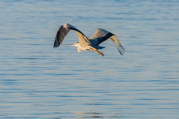 Vuelo de la garza real (ardea herodias) Garza de cabeza gris volando