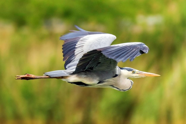 Vuelo de la garza real (ardea herodias) Garza de cabeza gris volando