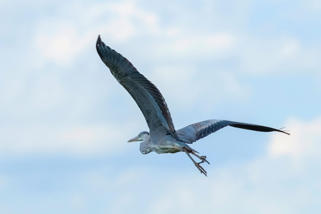 Vuelo de la garza real (ardea herodias) Garza de cabeza gris volando