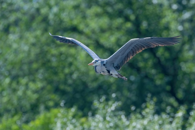 Vuelo de la garza real (ardea herodias) Mosca de la garza de cabeza gris