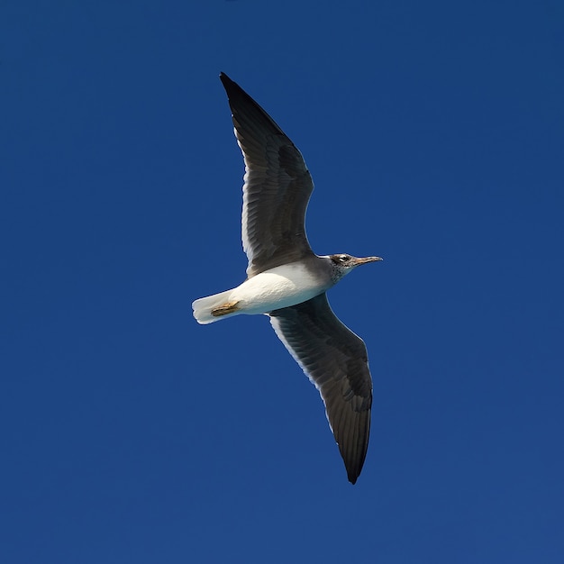 Vuelo de una gaviota en el cielo azul