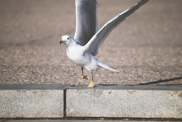 Foto el vuelo de la gaviota