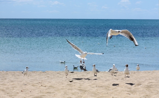 Vuelo de una gaviota