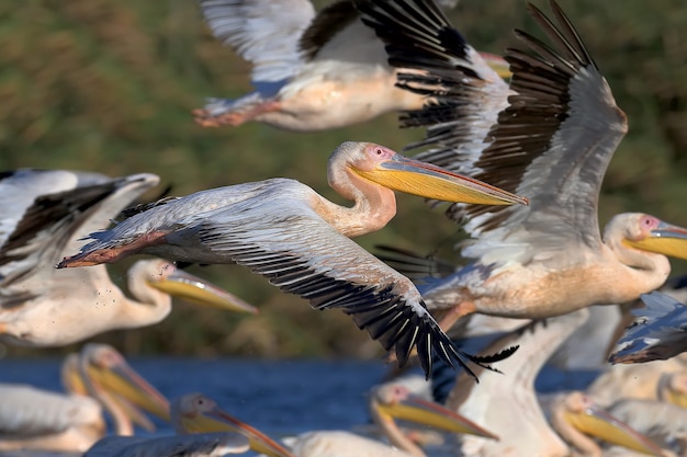 Un vuelo de pelicanino blanco en la suave luz de la mañana.