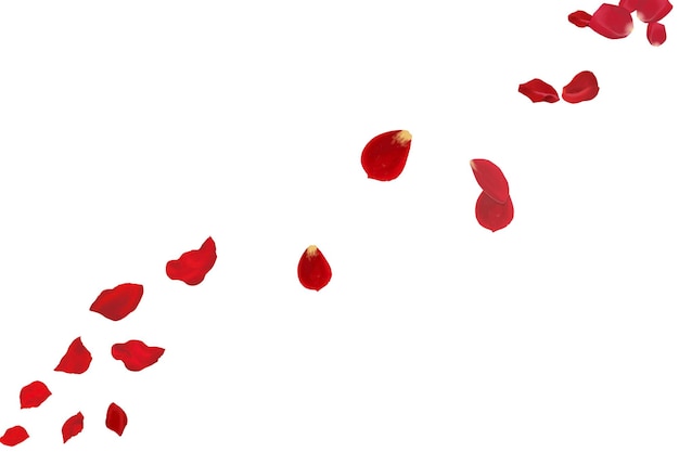Vuelo de pétalos de rosas rojas frescas sobre un fondo blanco limpio