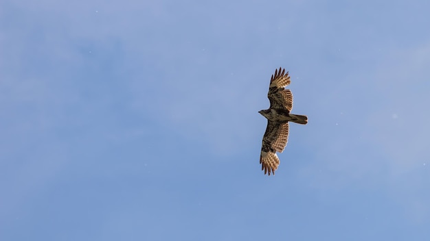 Vuelo de ratonero común. Buteo buteo.