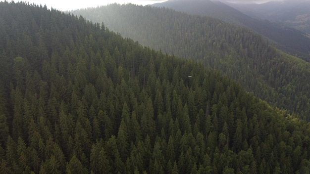 Vuelo sobre los bosques de abetos verdes en las montañas en verano