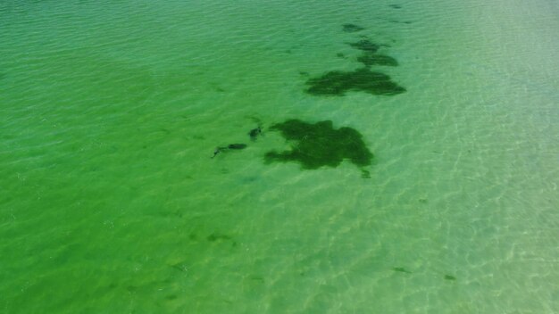 Vuelo sobre delfines en el mar