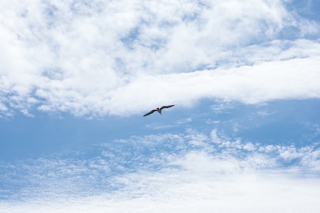 Vuelo solo del pájaro de la gaviota en el cielo azul nublado.