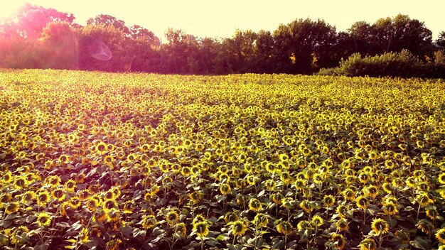 Vuelo de vista aérea drone sobre campo ver con cabezas de girasol maduras