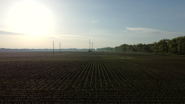 Foto vuelo de vista aérea drone sobre enorme campo arado con brotes de maíz joven