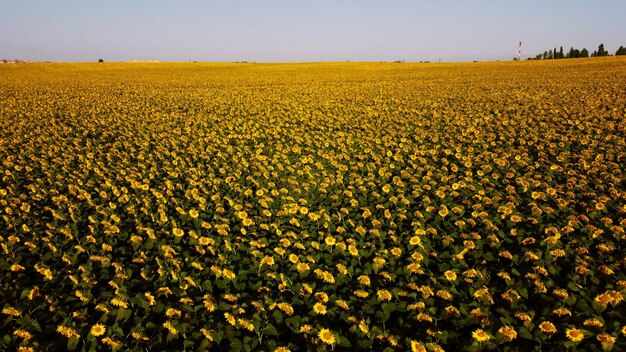 Vuelo con vista aérea de drones sobre girasoles que crecen en el campo de girasoles