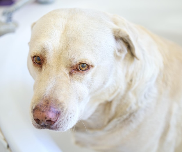 Vuelvo enseguida tomando un baño Foto de un adorable perro bañándose en casa