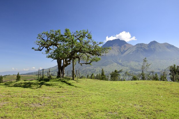Vulcão Imbabura e a árvore sagrada Lechero ao redor de Otavalo Equador