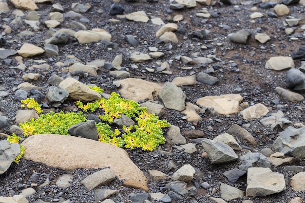 Vulkanische Steine auf der Oberfläche des Strandes von Kirkjufjara in Island