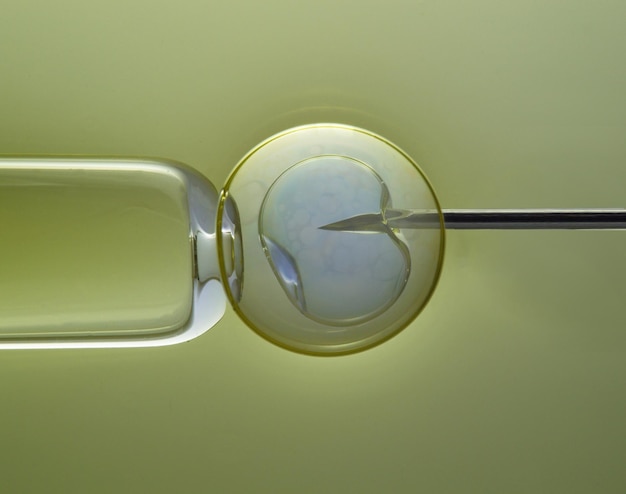 Óvulo com agulha para inseminação artificial ou fertilização in vitro O conceito de engenharia genética e inseminação artificial ou tratamento de infertilidade