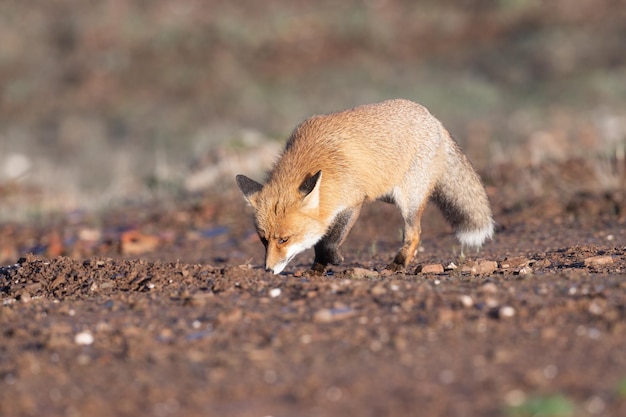 Vulpes comum ou raposa vermelha Vulpes na pastagem espanhola