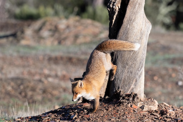 Vulpes comum ou raposa vermelha Vulpes na pastagem espanhola