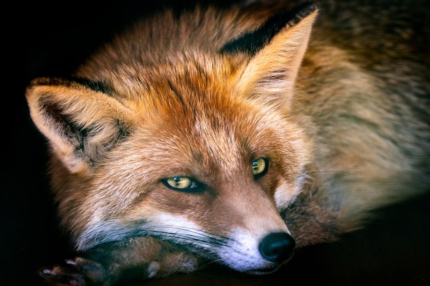 Vulpes Raposa Vermelha Europeia Vulpes