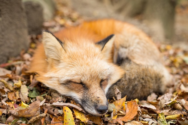 Vulpes vulpes schlafen