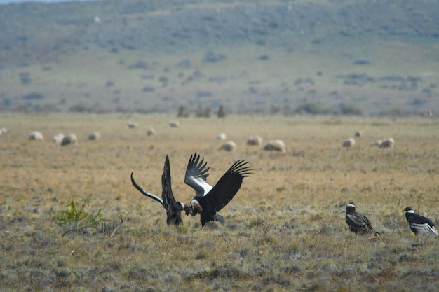 Vultur gryphus - Der Andenkondor ist eine Vogelart aus der Familie der Cathartidae.