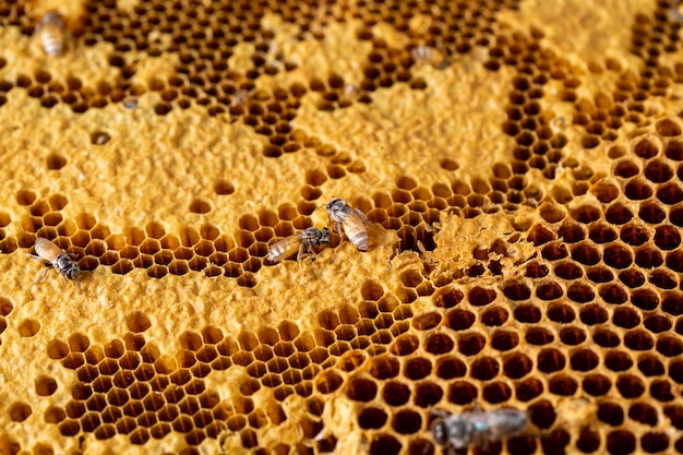 Wabe mit Bienentexturhintergrund