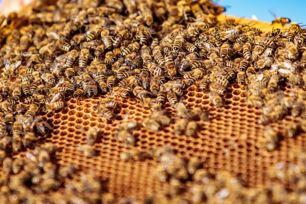 Wabe mit Honig und Bienen Imkerei