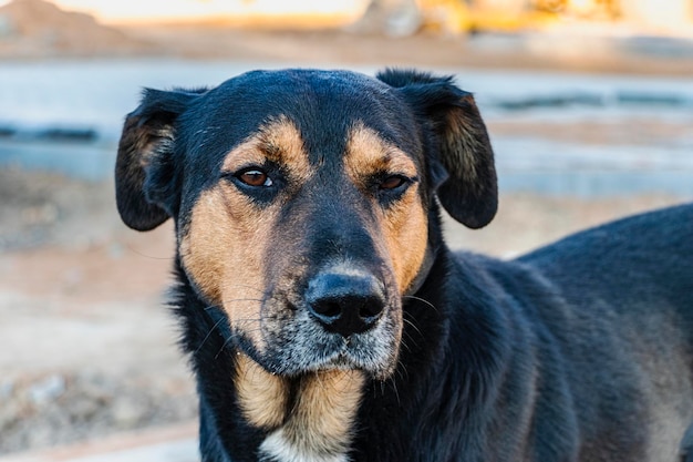 Wachhund auf der Baustelle. Nahaufnahme eines Wachhundes.