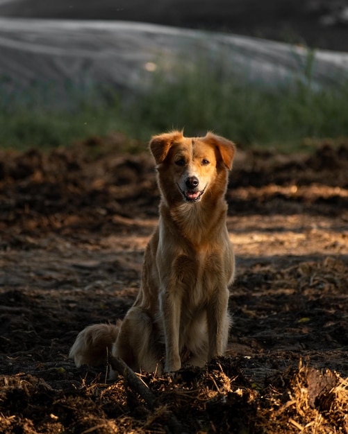 Foto wachhund posiert unter den sonnenstrahlen