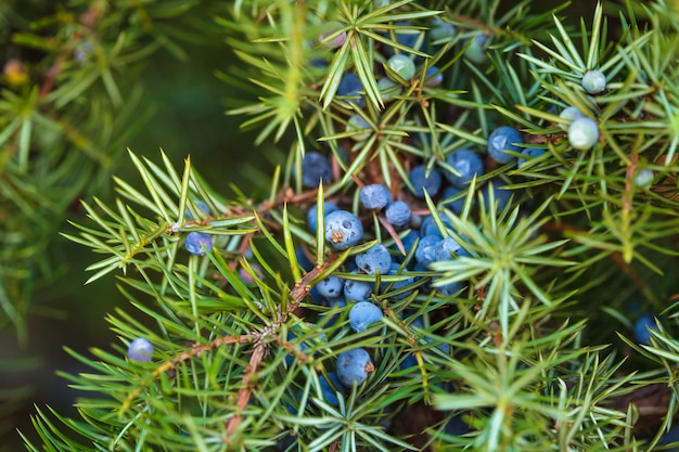 Wacholder am Busch. Nahaufnahme von Beeren im Wald