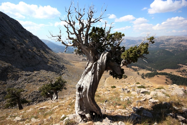 Wacholderbaum im Hochgebirge