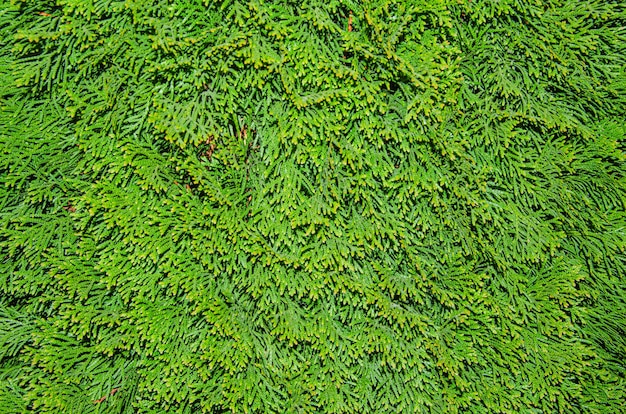Wacholderbaum Natur Textur Hintergrund. Immergrüner Nadelbaum Wacholder grüner Zweig hautnah. Banner