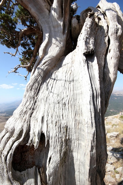 Foto wacholderbaum