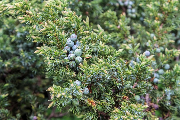 Wacholderbeeren in den Bergen Ästhetische grüne Textur von Pflanzen Die Zapfen werden verwendet, um bestimmte Biere und Gin zu aromatisieren