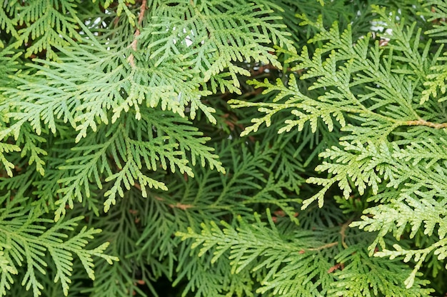 Foto wacholderbusch hintergrund