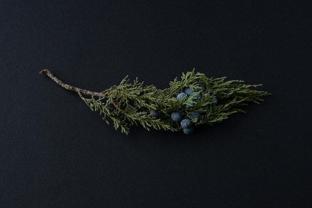 Wacholderzweig mit Wacholderbeeren auf schwarzem Hintergrund Heilpflanzennahaufnahme