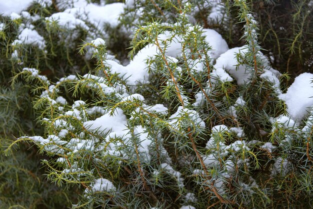 Wacholderzweige länglich unter dem Schnee Winterhintergrund