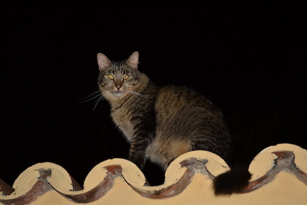 Foto wachposten graue katze