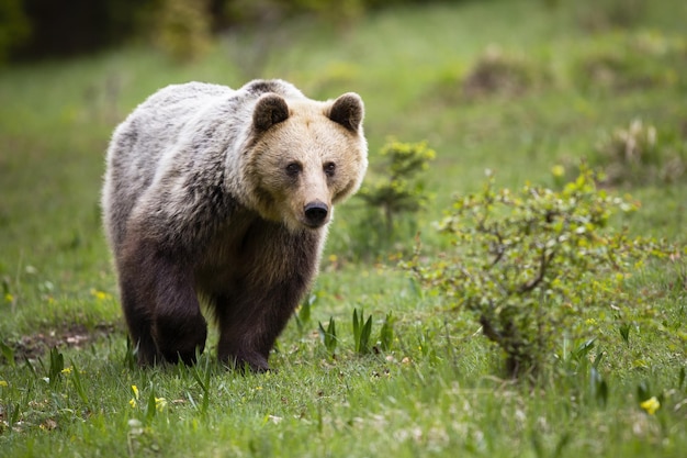 Wachsamer Braunbär, der sich im Sommer auf einer Wiese mit grünem Gras nähert