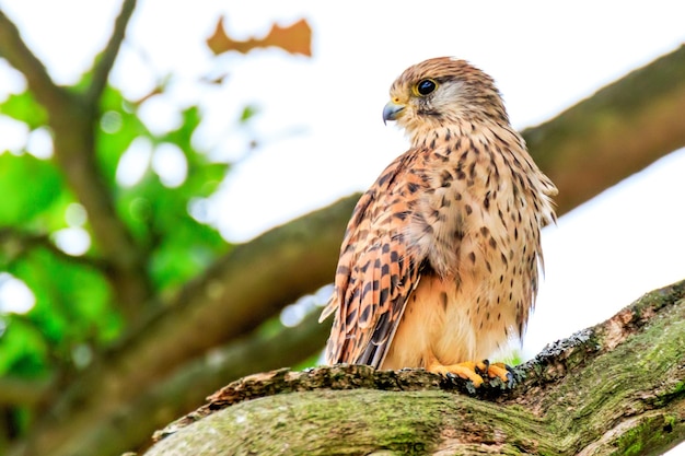 Wachsamer junger Adler sitzt auf einem Zweig