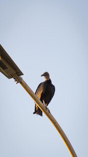 Foto wachsamer vogel auf einem pfahl